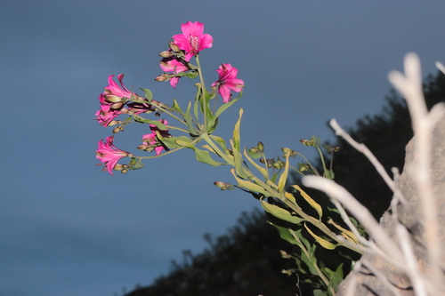 Alstroemeria chorillensis (Alstroemeria chorillensis)