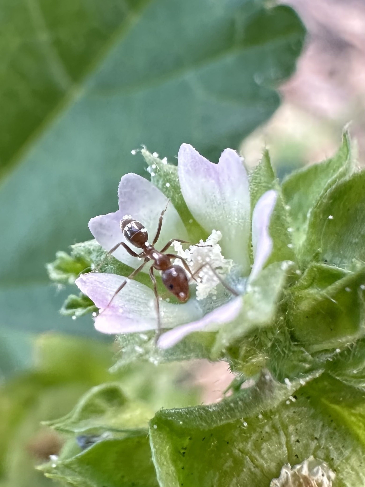 Imagem de Malva-branca