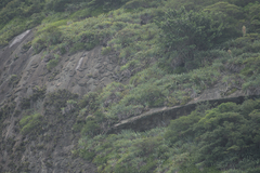 filipeprates, CC0, iNaturalist via GBIF Alcantarea glaziouana, photograph filipeprates, CC0, iNaturalist via GBIF