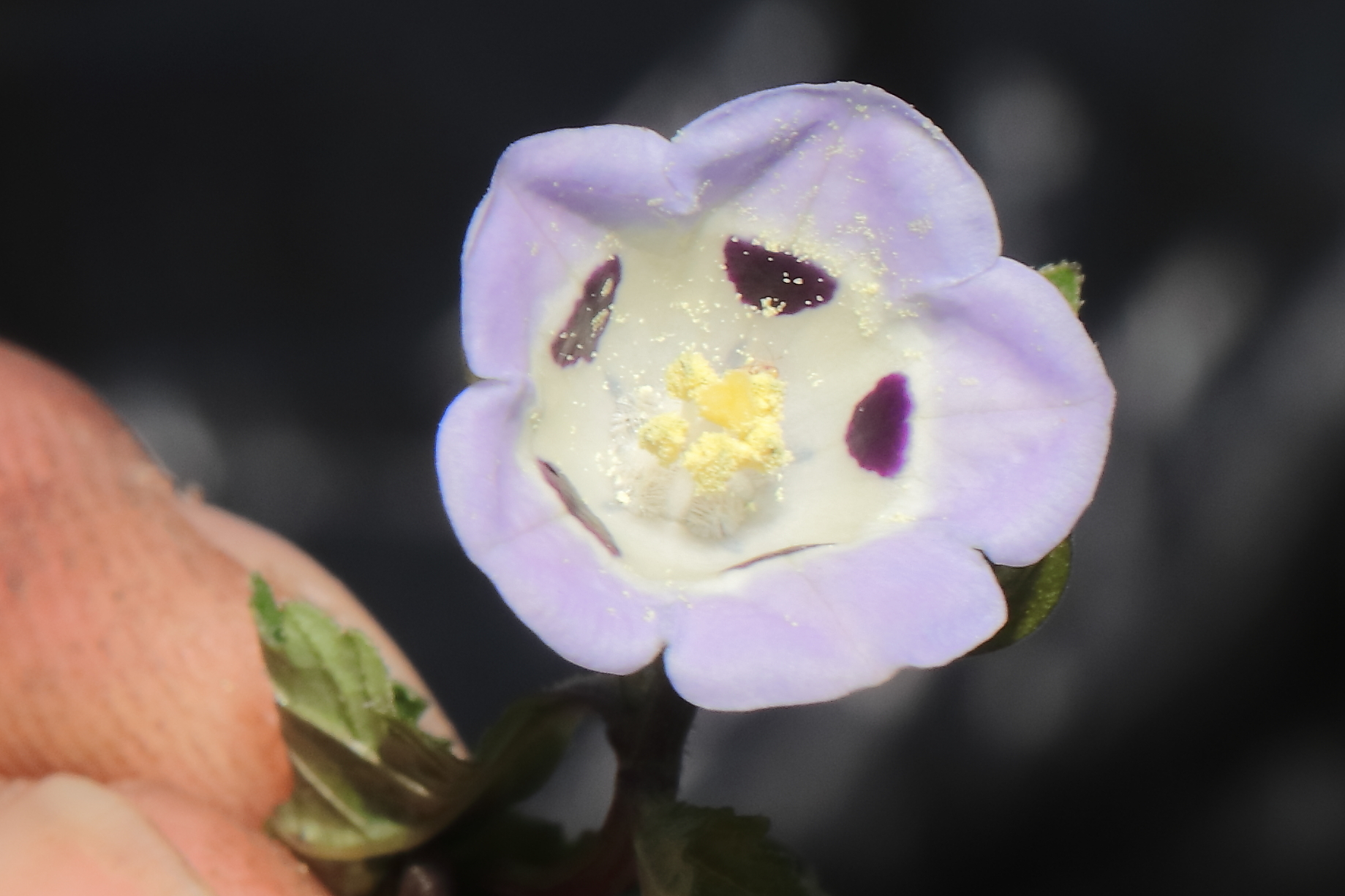 Nicandra yacheriana
