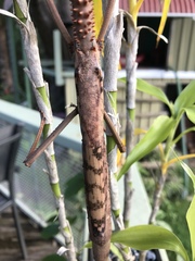 Acrophylla enceladus