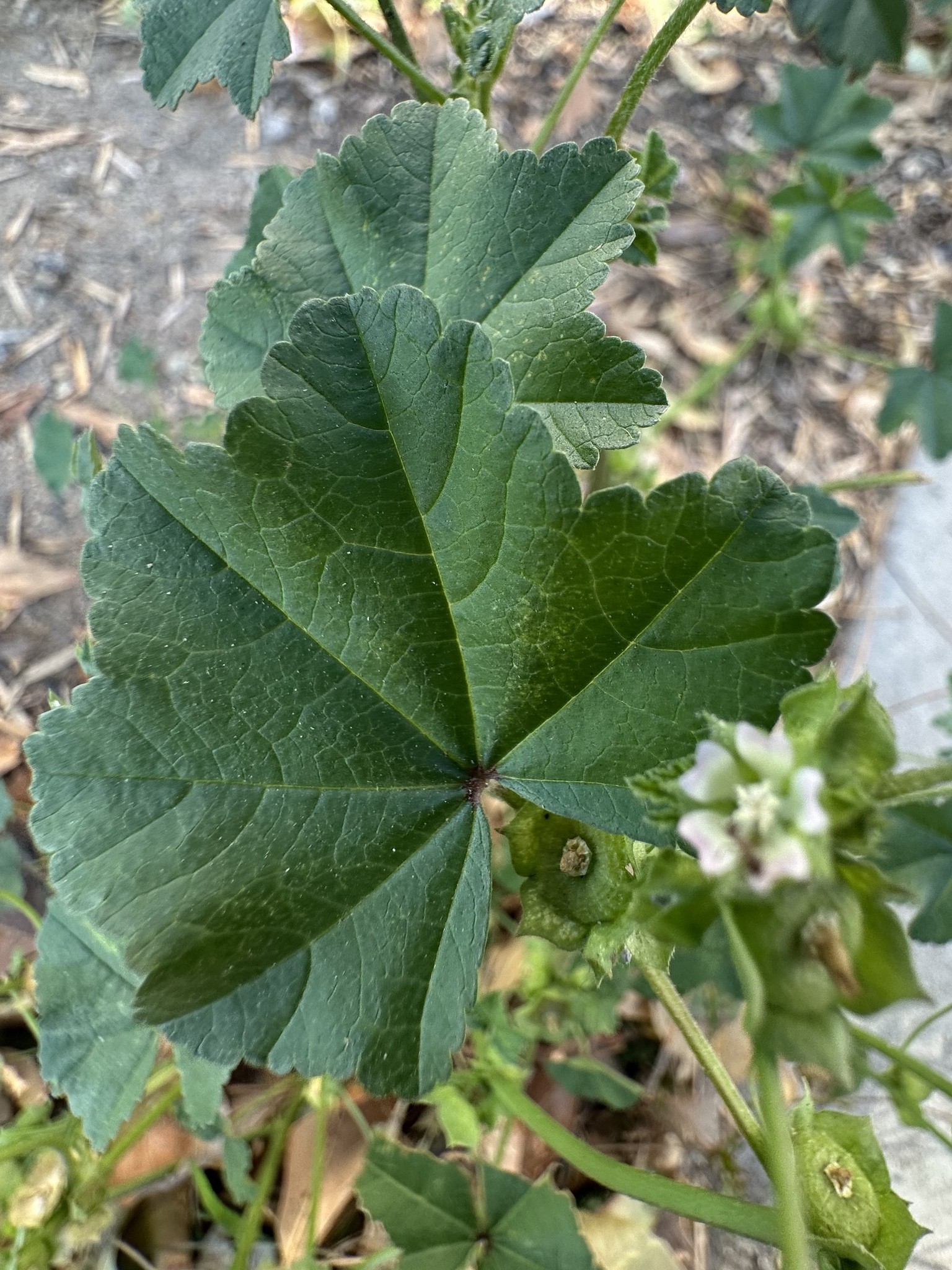 Imagem de Malva-branca