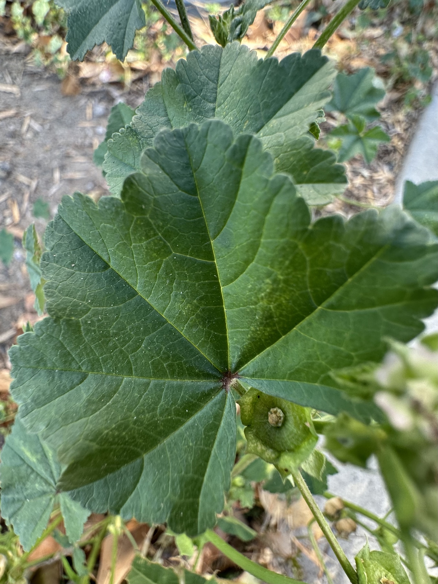 Imagem de Malva-branca