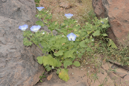 Image of Nolana humifusa by (c) Paúl Gonzáles, some rights reserved (CC BY)