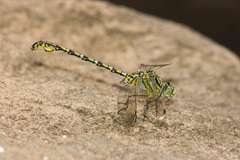 Ceratogomphus pictus
