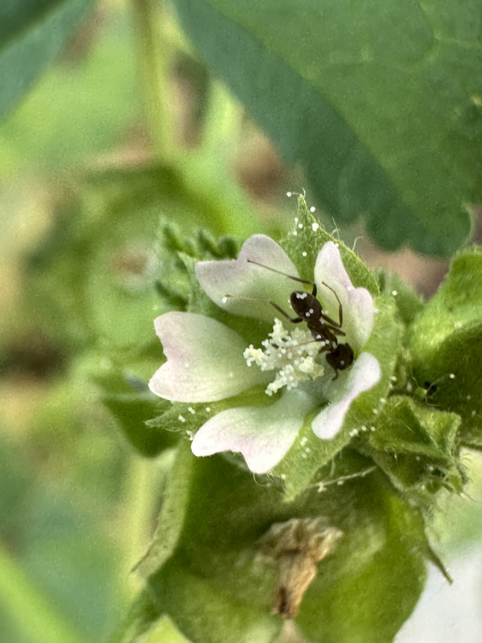 Imagem de Malva-branca