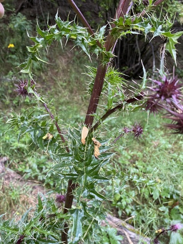 Image of Cirsium vinaceum by (c) Martin Purdy, some rights reserved (CC BY)
