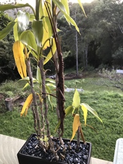 Acrophylla enceladus