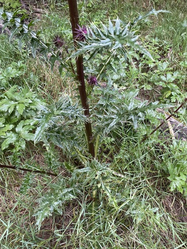 Image of Cirsium vinaceum by (c) Martin Purdy, some rights reserved (CC BY)