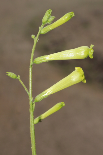 Image of Nicotiana paniculata by (c) Paúl Gonzáles, some rights reserved (CC BY)