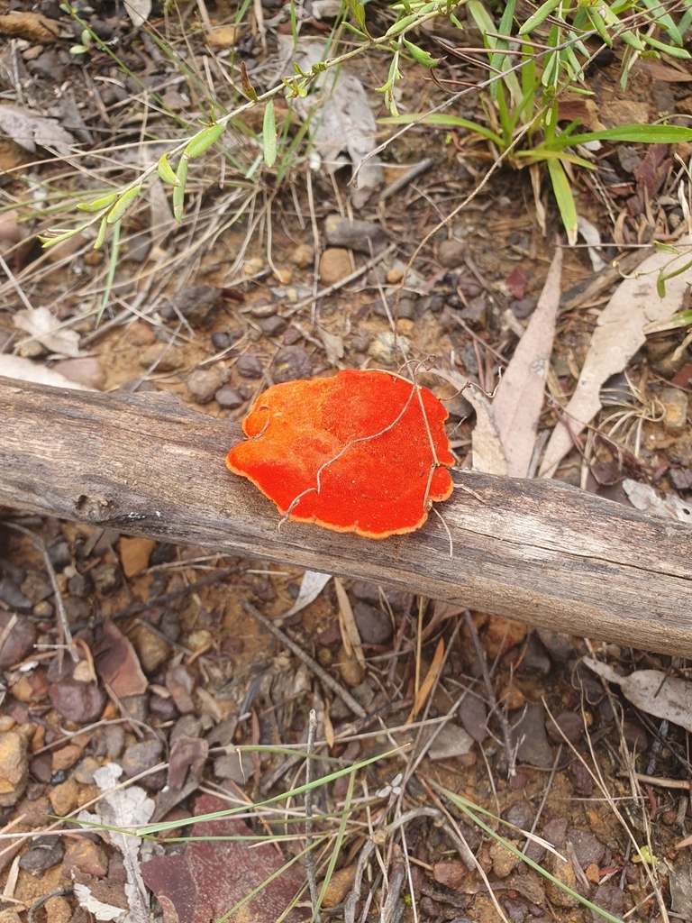 Trametes coccinea · January 2025 · photo: © roger86656 (iNaturalist, cc0)