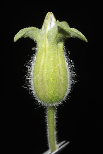 Image of Nolana humifusa by (c) Paúl Gonzáles, some rights reserved (CC BY)