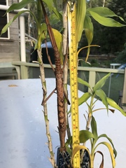 Acrophylla enceladus