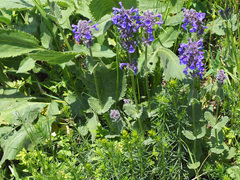Nepeta betonicifolia