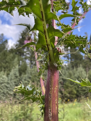 Image of Cirsium vinaceum by (c) Martin Purdy, some rights reserved (CC BY)