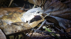 Duttaphrynus melanostictus