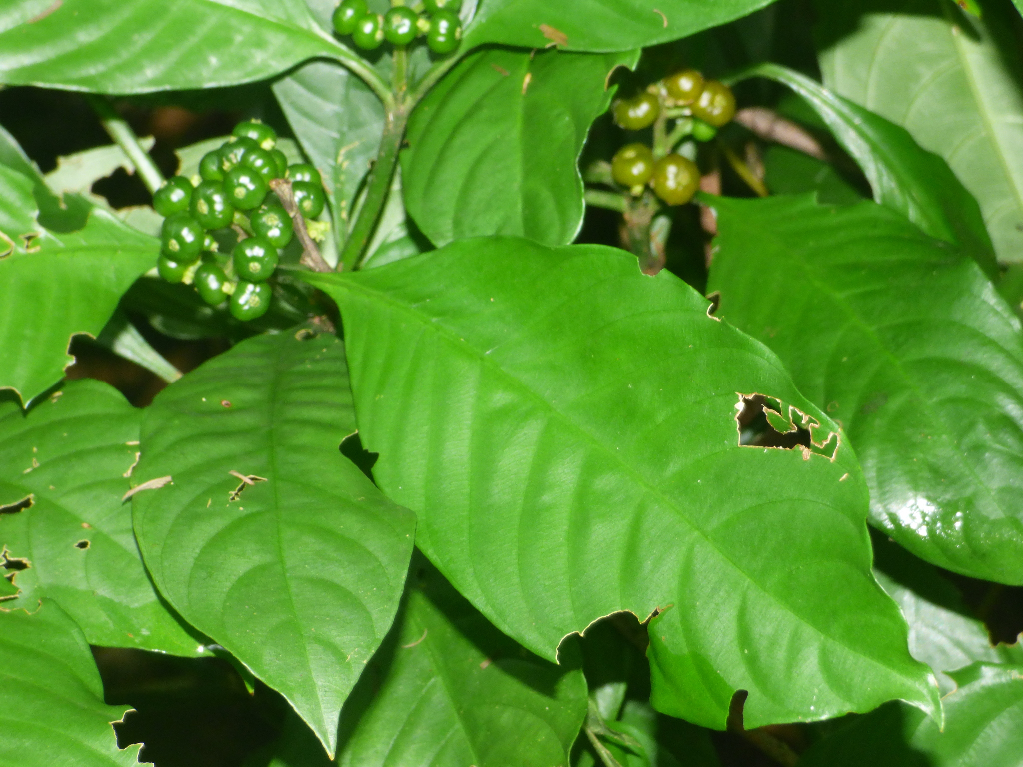 Imagem de Café-de-bugre
