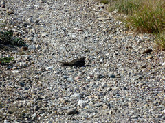 Chordeiles acutipennis