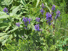 Nepeta betonicifolia