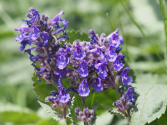 Nepeta betonicifolia