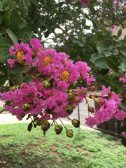 Lagerstroemia indica