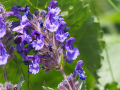 Nepeta betonicifolia