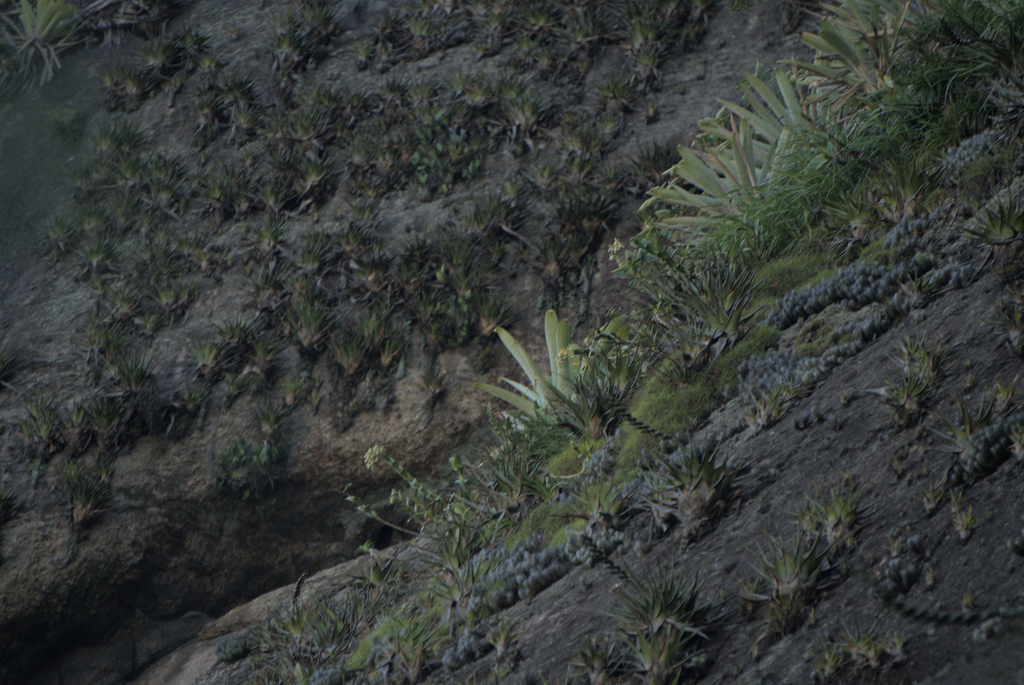 Epidendrum ammophilum Barb.Rodr. 4