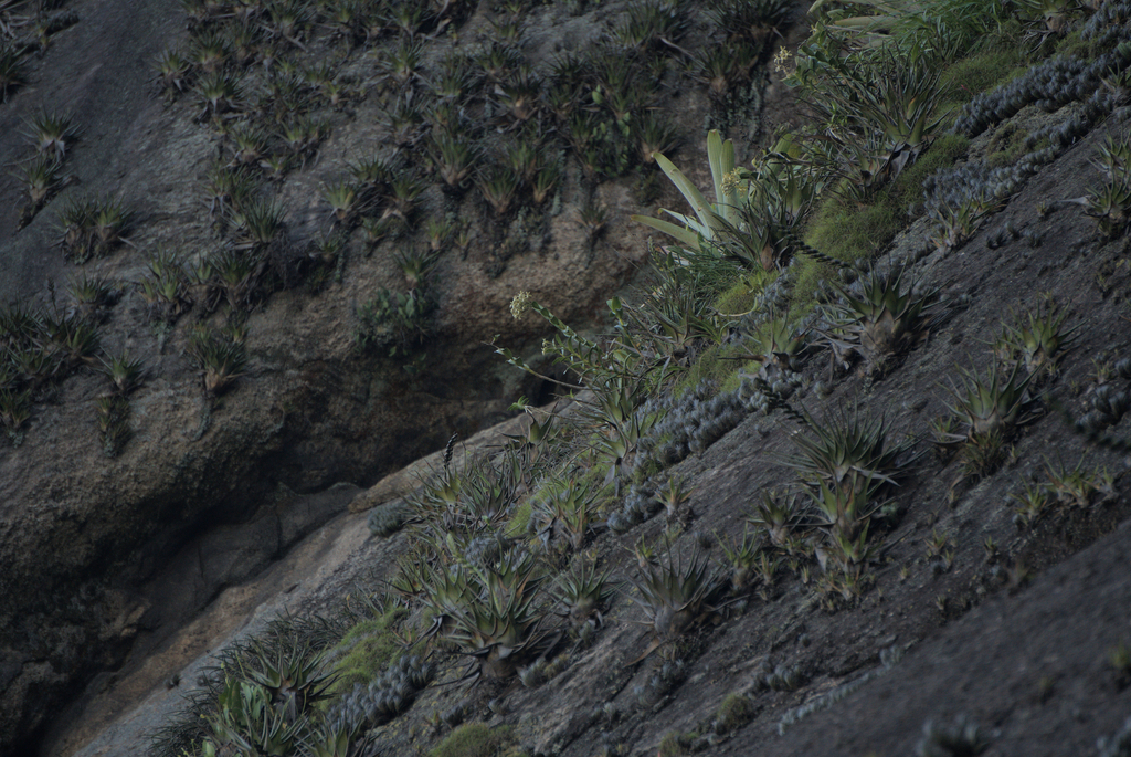 Epidendrum ammophilum Barb.Rodr. 3