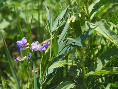 Lathyrus digitatus