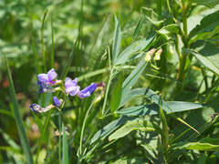 Lathyrus digitatus