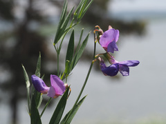 Lathyrus digitatus