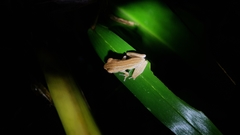 Polypedates leucomystax