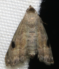 Abablemma brimleyana