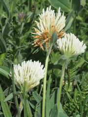 Trifolium canescens