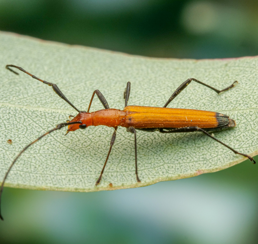 Psilomorpha
