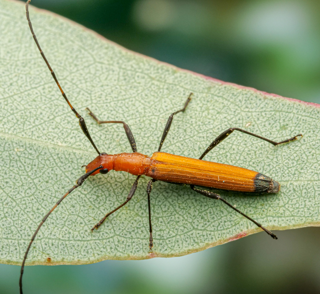 Psilomorphini