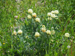 Trifolium canescens