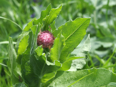Centaurea macrocephala