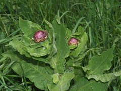Centaurea macrocephala