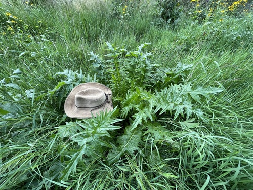 Image of Cirsium vinaceum by (c) Martin Purdy, some rights reserved (CC BY)