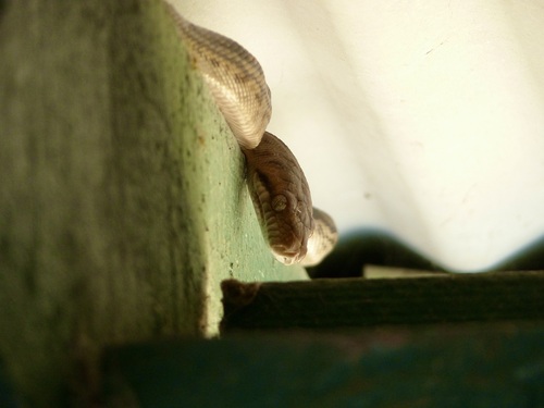 Australian Scrub Python sighting