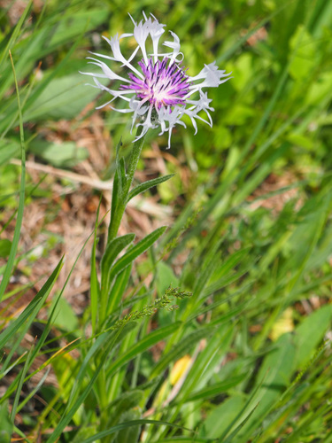Centaurea cheiranthifolia