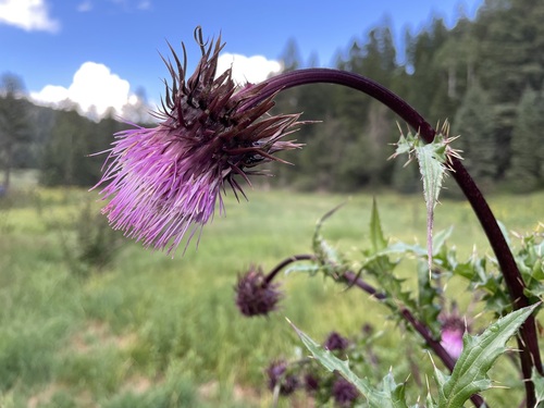 Image of Cirsium vinaceum by (c) Martin Purdy, some rights reserved (CC BY)