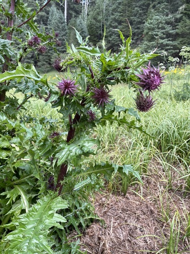 Image of Cirsium vinaceum by (c) Martin Purdy, some rights reserved (CC BY)