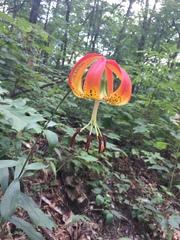 Lilium michauxii