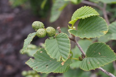 Alnus maximowiczii