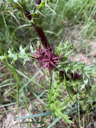 Image of Cirsium vinaceum by (c) Martin Purdy, some rights reserved (CC BY)