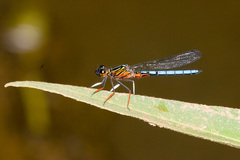Platycypha caligata