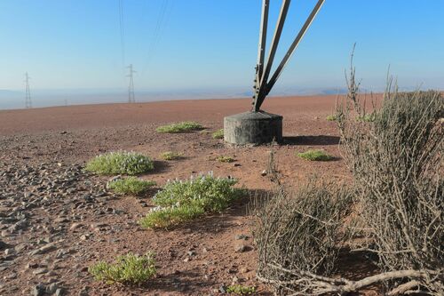 Ephedra breana, photograph 6