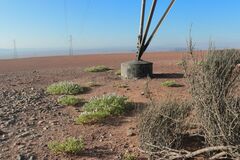 Ephedra breana, photograph (c) Paúl Gonzáles, some rights reserved (CC BY)